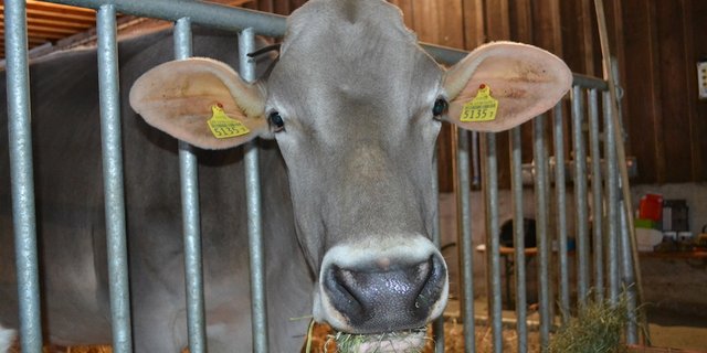 Endlich bekommt Palma wieder Futter aus ihrer Heimat vorgesetzt. (Bilder Ruedi Roth)