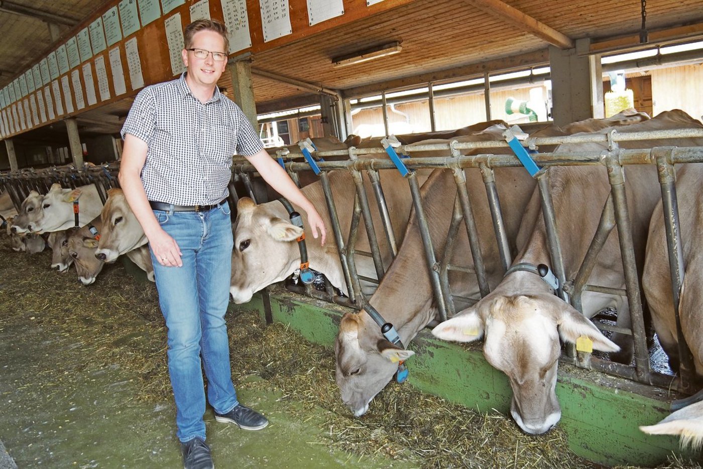 Bernd Robbert im Stall des LZSG in Salez. Die Kühe sind mit einem Bewegungs-Tracker ausgerüstet. Die aufgezeichneten Daten lassen Rückschlüsse in den verschiedensten Bereichen zu.(Bild chw)