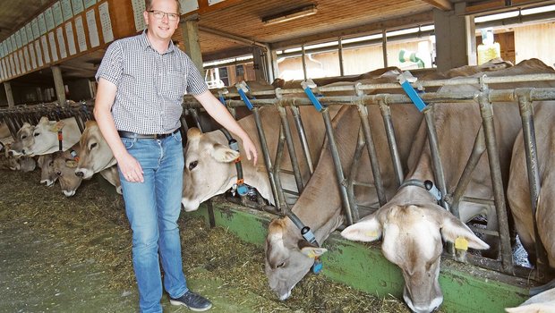 Bernd Robbert im Stall des LZSG in Salez. Die Kühe sind mit einem Bewegungs-Tracker ausgerüstet. Die aufgezeichneten Daten lassen Rückschlüsse in den verschiedensten Bereichen zu.(Bild chw)