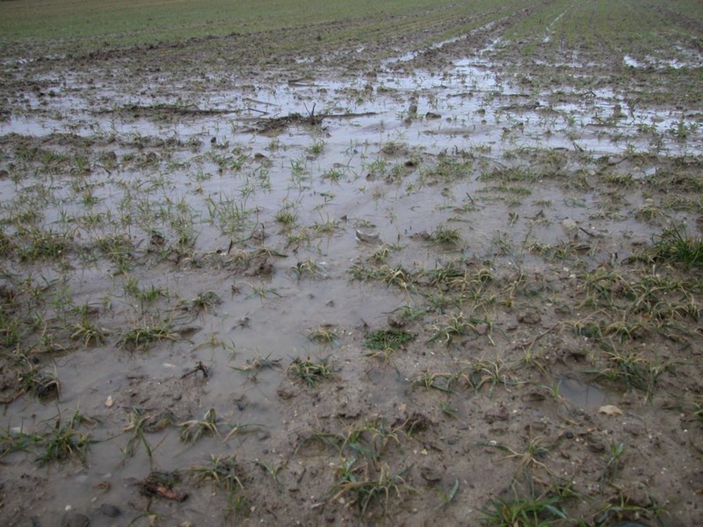Grosse Niederschlagsmengen vor Pfingsten. (Symbolbild BauZ)