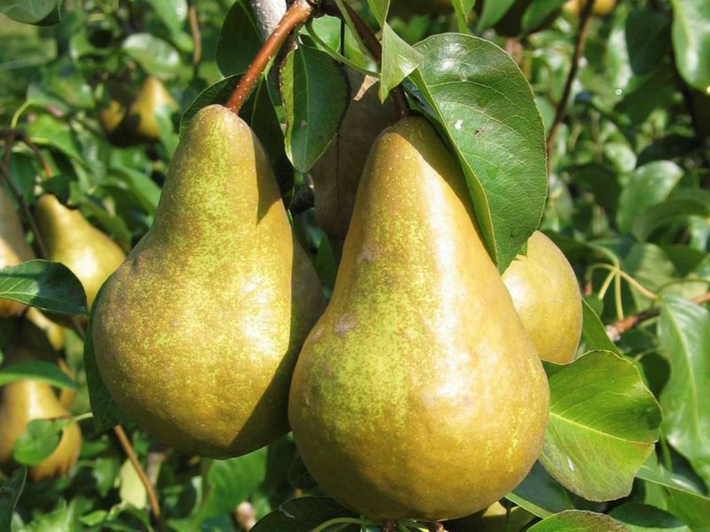 Die Sorte Kaiser Alexander ist beliebt, sie macht über 80% der Lagerbestände aus. (Bild lid)