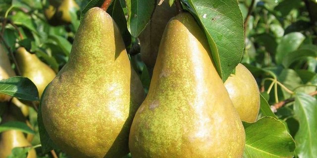 Die Sorte Kaiser Alexander ist beliebt, sie macht über 80% der Lagerbestände aus. (Bild lid)