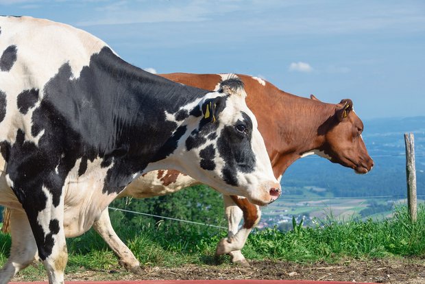 Zahlenmässig ist die Red-Holstein-Kuh gegenüber ihrer schwarzen Kollegin noch im Vorsprung, aber dieser wird von Jahr zu Jahr kleiner. (Bild Hansjürg Jäger)