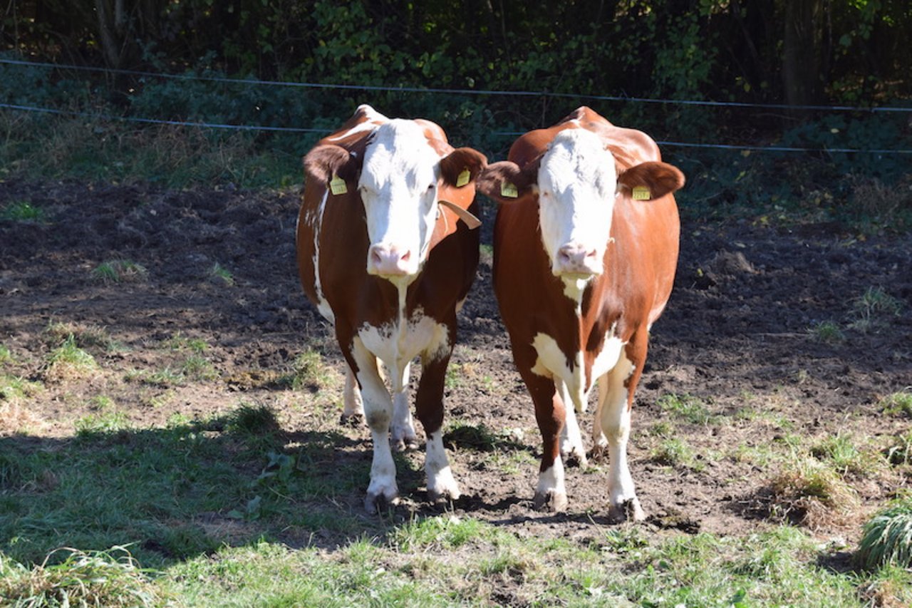 Diese beiden Kühe sind Zwillinge. Sie kleben schon ihr Leben lang aneinander, erklärte Hanspeter Fankhauser.