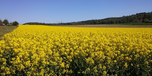 Vor allem die Umstellung der Chips-Industrie auf Rapsöl hat zu einer stark erhöhten Nachfrage nach diesen Ölsaaten geführt. (Bild ji)