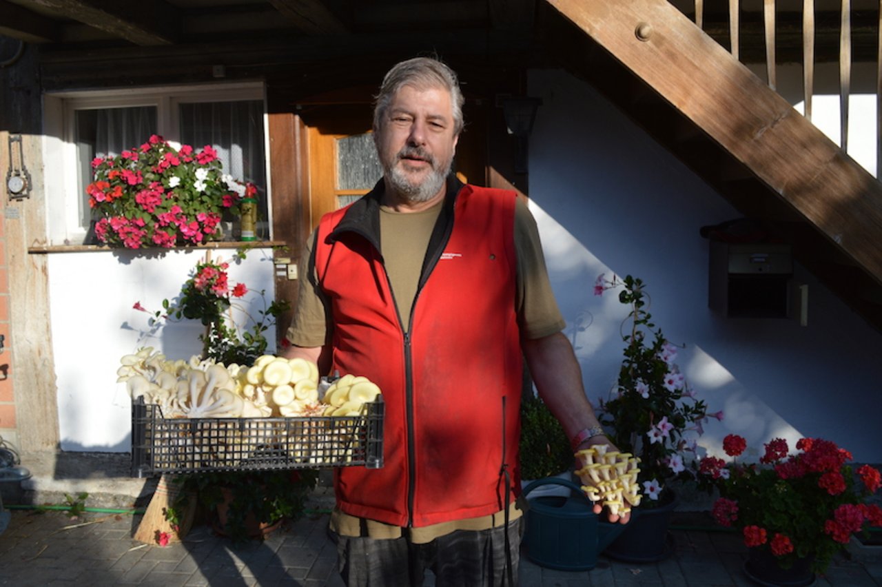 Lorenz Laubscher kultiviert Limonenseitlinge in einem ehemaligen Schweinestall. (Bilder asa)