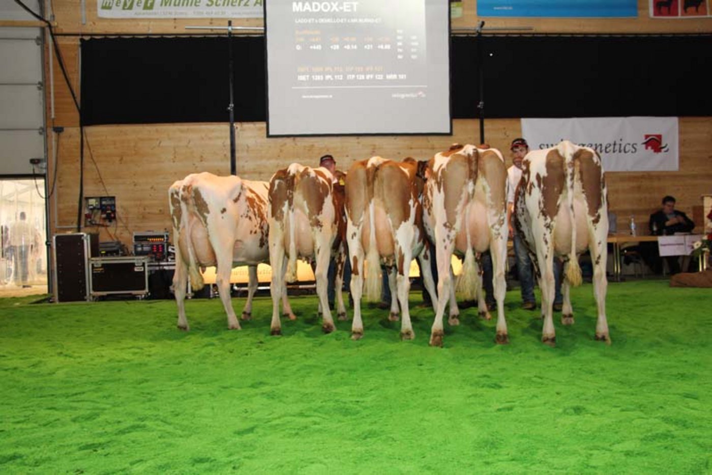 Töchter vom Red Holstein-Stier Madox Red.