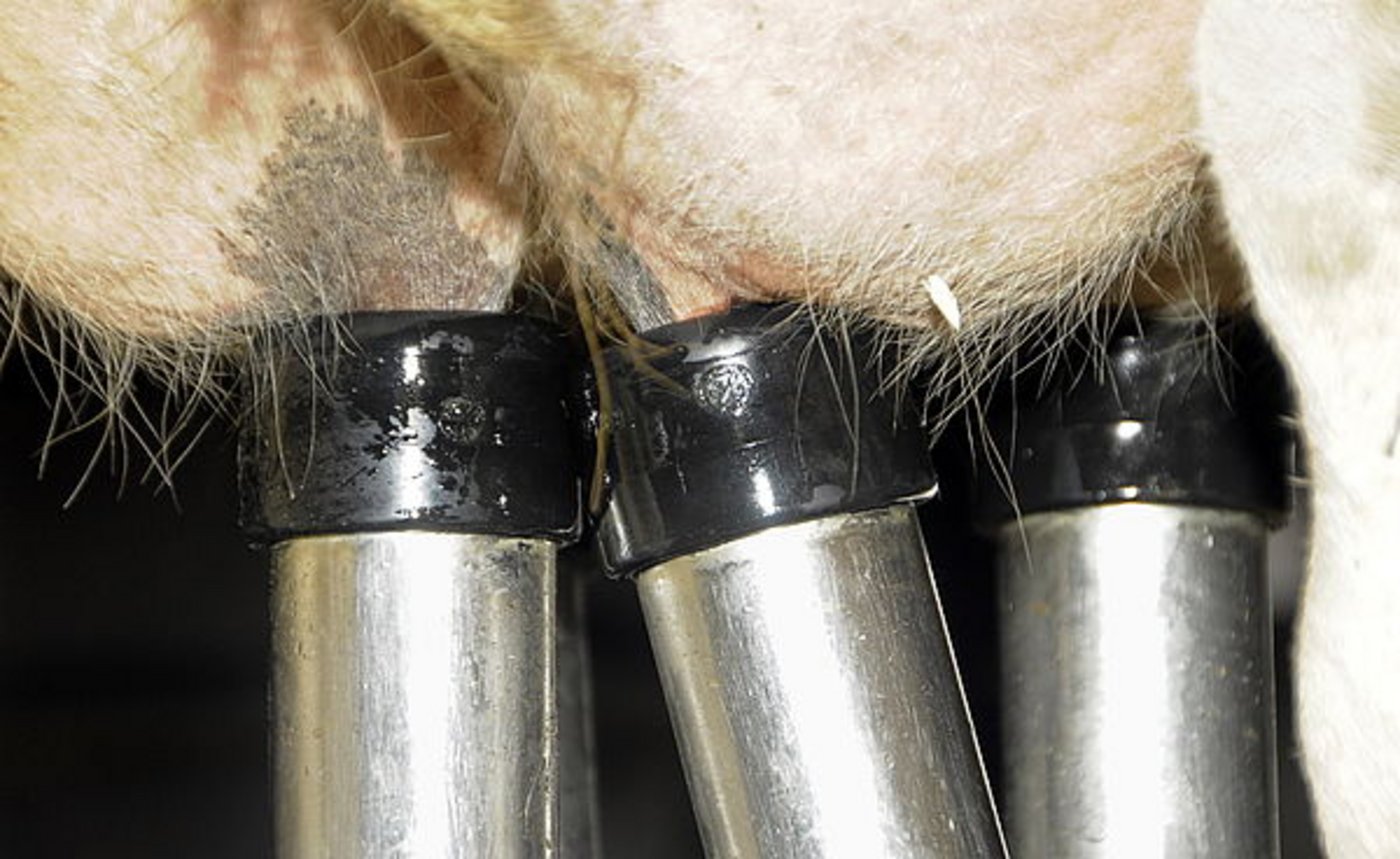 2373 Unternehmen nahmen an der Erhebung der Milchleistung teil. (Symbolbid agrar-press)