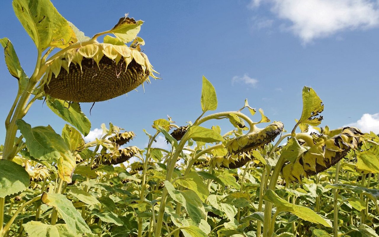 Kein Grund für hängende Köpfe: Sonnenblumen gewinnen an Bedeutung.