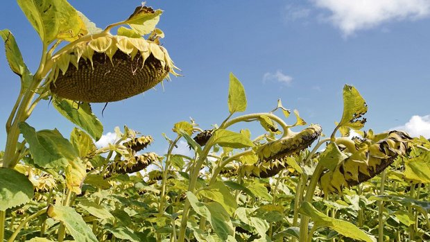 Kein Grund für hänge Kein Grund für hängende Köpfe: Sonnenblumen gewinnen an Bedeutung.