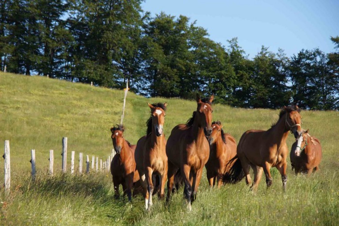 Studie bestätigt: Mehr Beine brauchen mehr Energie. (Bild zVg)