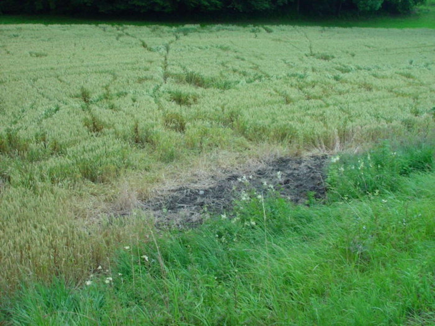  verursachen  grosse Schäden. (Bilder BauZ)