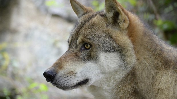 Im Hinblick auf den nächsten Alpsommer soll der Wolf schneller reguliert und ab einem tieferen Schwellenwert geschossen werden dürfen, verlangt die Motion. (Bild Pixabay)