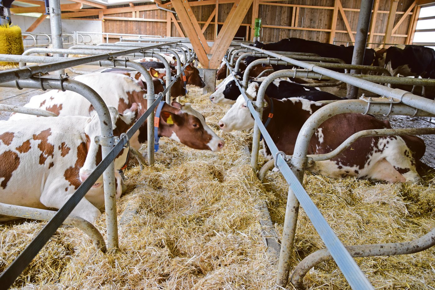 Der Normstall ist mit drei Liegeboxen-Reihen, zwei kopf- und eine wandseitig, für insgesamt 45 Liegeplätze ausgerüstet.  