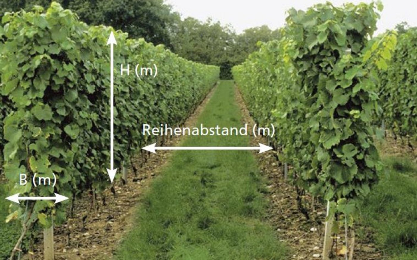Dosiermodelle der Agroscope vereinfachen die Berechnung der blattflächenangepassten Dosierung. Erforderlich sind dafür unter anderem die Angaben der Laubwandhöhe, der Laubwandbreite und des Reihenabstands. (Bild Agroscope)