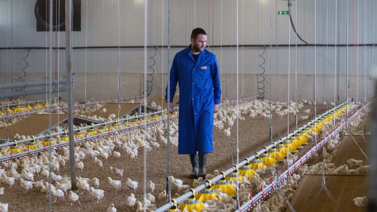 Die Pouletmast war für Mathias Leuenberger Neuland, aber nach anderhalb Jahren ist er überzeugt von dem Betriebszweig. (Bilder Pia Neuenschwander)