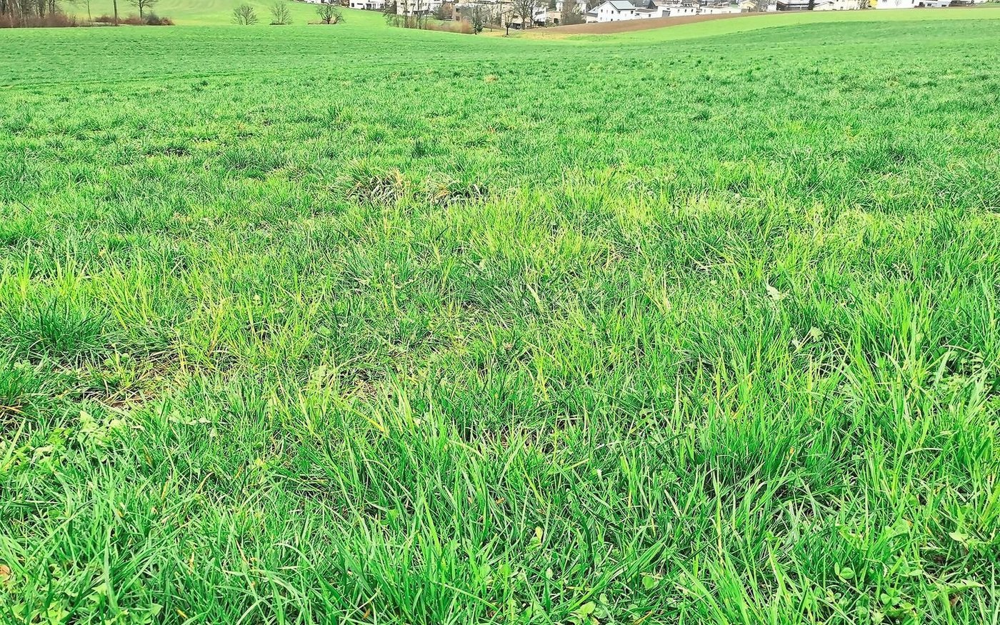 Wiesen mit einem hohen Anteil an Gemeiner Rispe sollten früh geheut, siliert oder bereits jetzt geweidet werden.