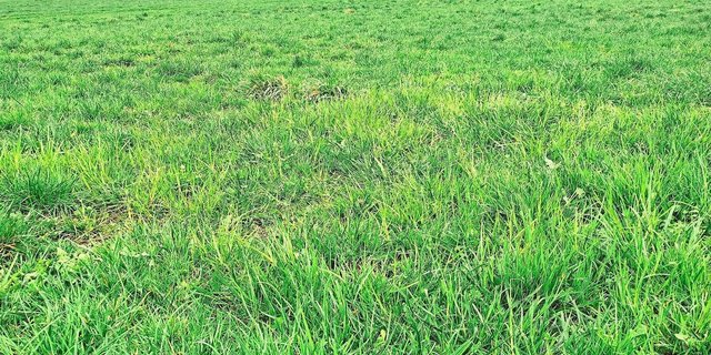 Wiesen mit einem hohen Anteil an Gemeiner Rispe sollten früh geheut, siliert oder bereits jetzt geweidet werden.