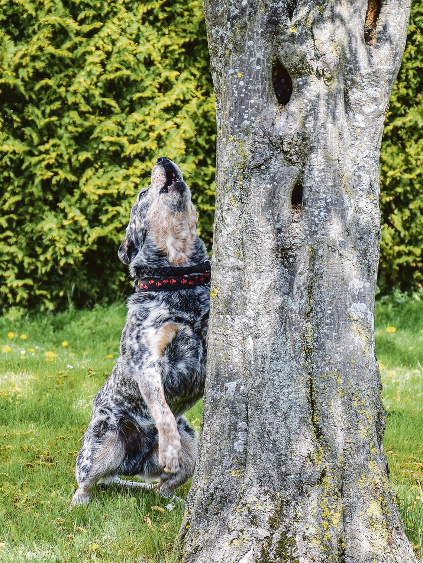 Eddy hat etwas entdeckt und schlägt Alarm. (Bild Annegret Grimm)