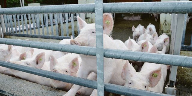 Gesunde Mastschweine im Auslauf: Damit dies so bleibt, wird in der Schweiz rund um Darmverdrehungen geforscht. (Bild akr)