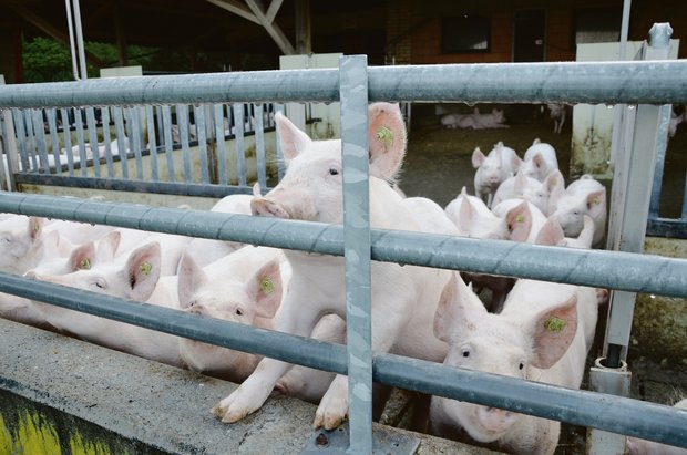 Gesunde Mastschweine im Auslauf: Damit dies so bleibt, wird in der Schweiz rund um Darmverdrehungen geforscht. (Bild akr)