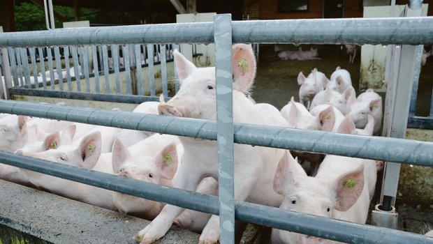 Gesunde Mastschweine im Auslauf: Damit dies so bleibt, wird in der Schweiz rund um Darmverdrehungen geforscht. (Bild akr)