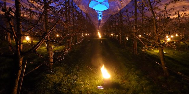 Bei starkem Wind ist die Frostbekämpfung stark erschwert. (Bild zVg/Beat Gisin)