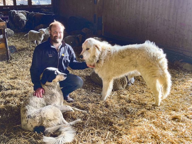 Bruno Zähner mit zwei seiner acht Herdenschutzhunde, Juna und Amadeo. Sie haben Bedürfnisse wie andere Hunde auch, sie benötigen Betreuung, Zuwendung und genügend Auslauf. (Bilder Alexandra Stückelberger)