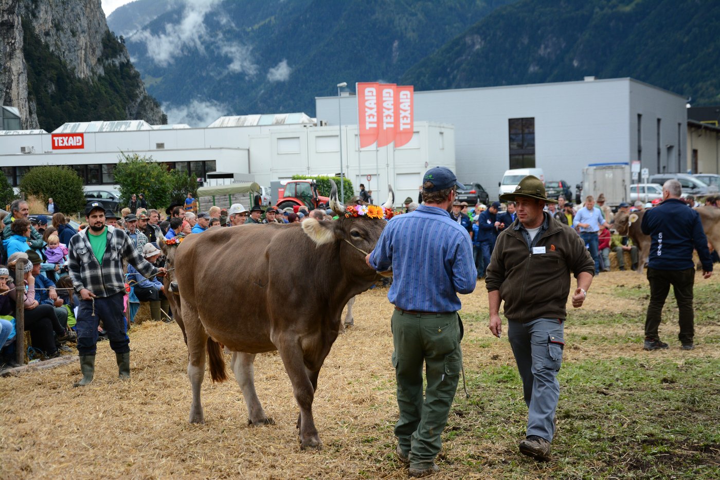 Die kranzgeschmückten Tiere der Rasse Original Braunvieh präsentieren sich im Ring.