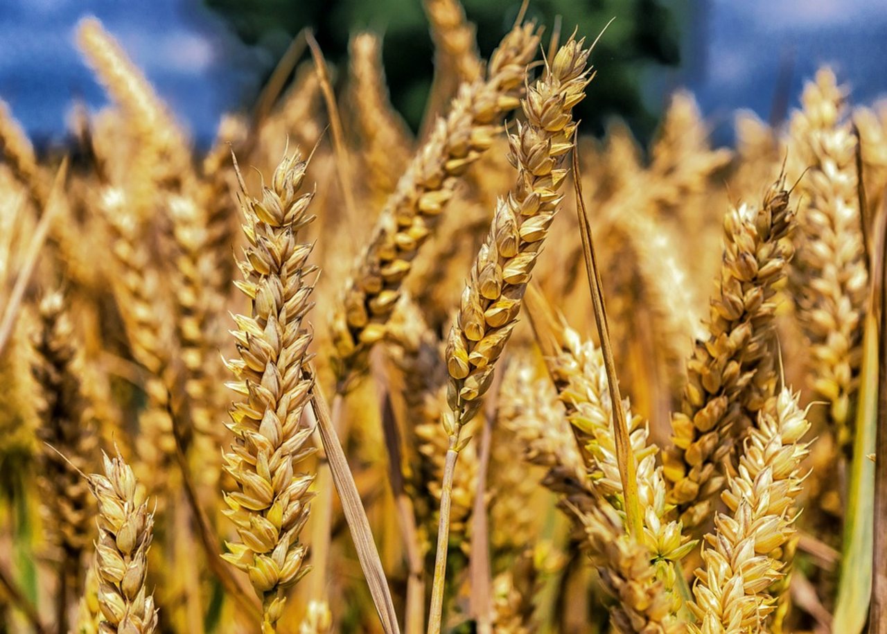 Die Weizenernte in Kanada wird voraussichtlich deutlich höher ausfallen als im Vorjahr. (Bild Pixabay)