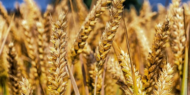 Die Weizenernte in Kanada wird voraussichtlich deutlich höher ausfallen als im Vorjahr. (Bild Pixabay)