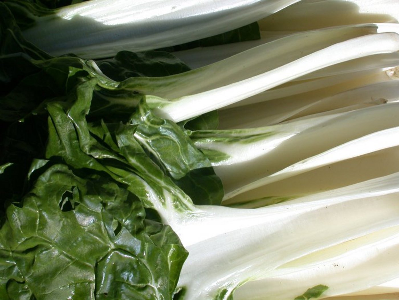 Krautstiel Im März beginnt in der Schweiz die Krautstiel-Saison. (Bild lid)