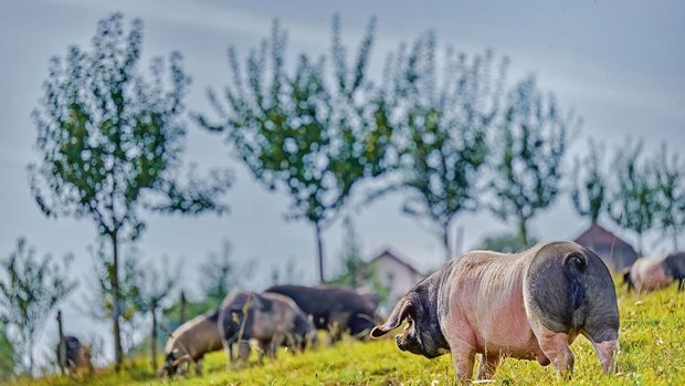 Ein Hauch von Baskenland im Schweizer Jura: Auf Joana und Joan Studers Hof Mont Lucelle weiden iberische Schweine.