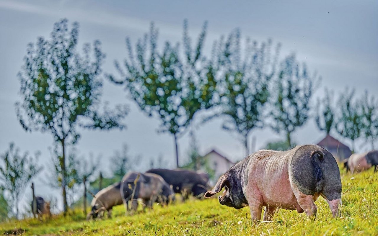 Ein Hauch von Baskenland im Schweizer Jura: Auf Joana und Joan Studers Hof Mont Lucelle weiden iberische Schweine.
