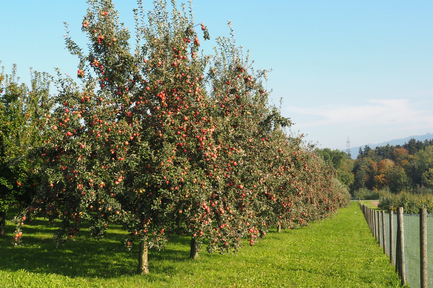 Diese vor zwölf Jahren gepflanzten Bonapfel-Hochstämmer tragen eine reiche Ernte.