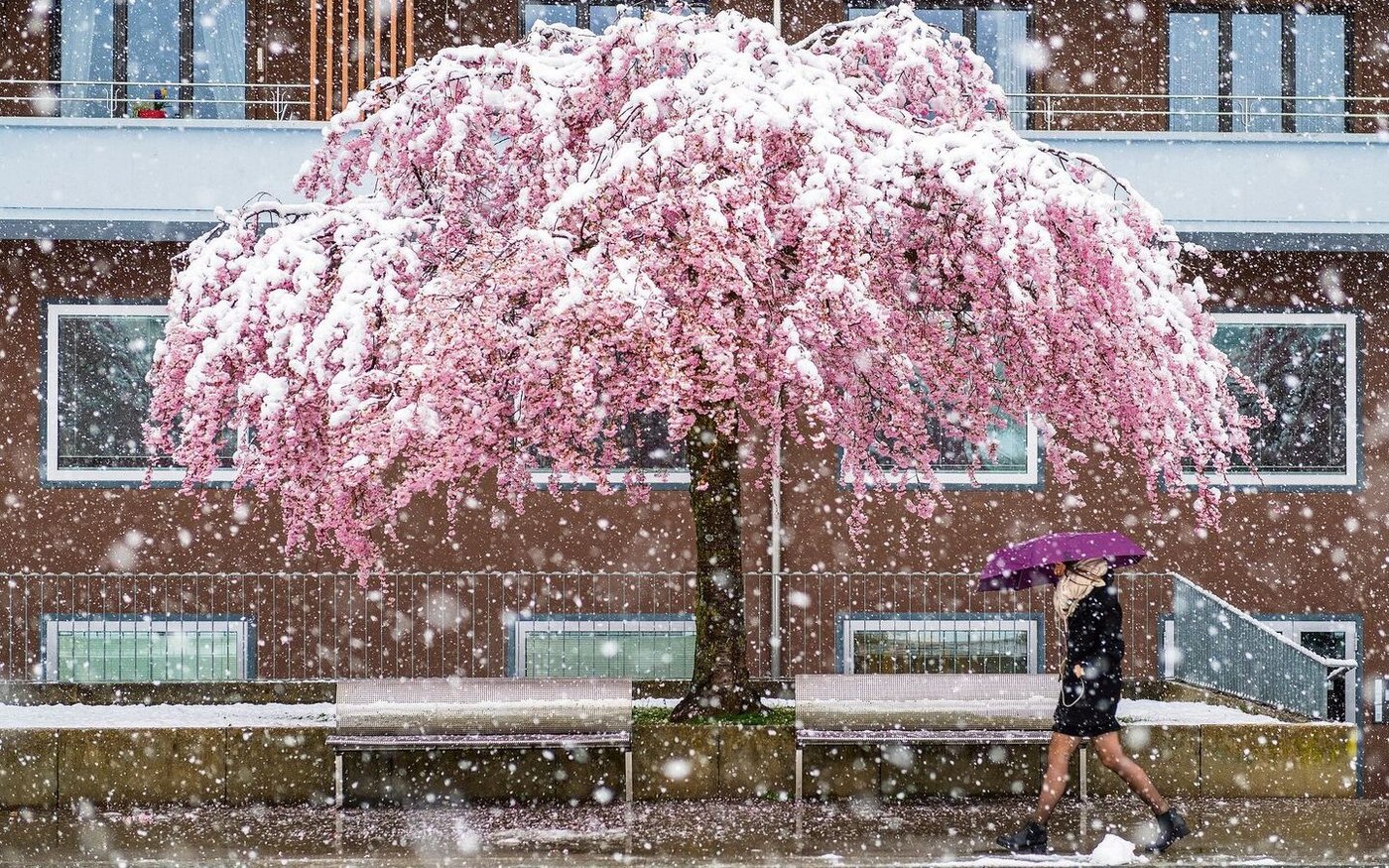 Im April spielt das Wetter gerne verrückt – wie hier am 4. April 2019 in Freiburg, als Schnee auf Menschen und blühende Bäume rieselte. 