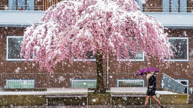 Im April spielt das Wetter gerne verrückt – wie hier am 4. April 2019 in Freiburg, als Schnee auf Menschen und blühende Bäume rieselte. 