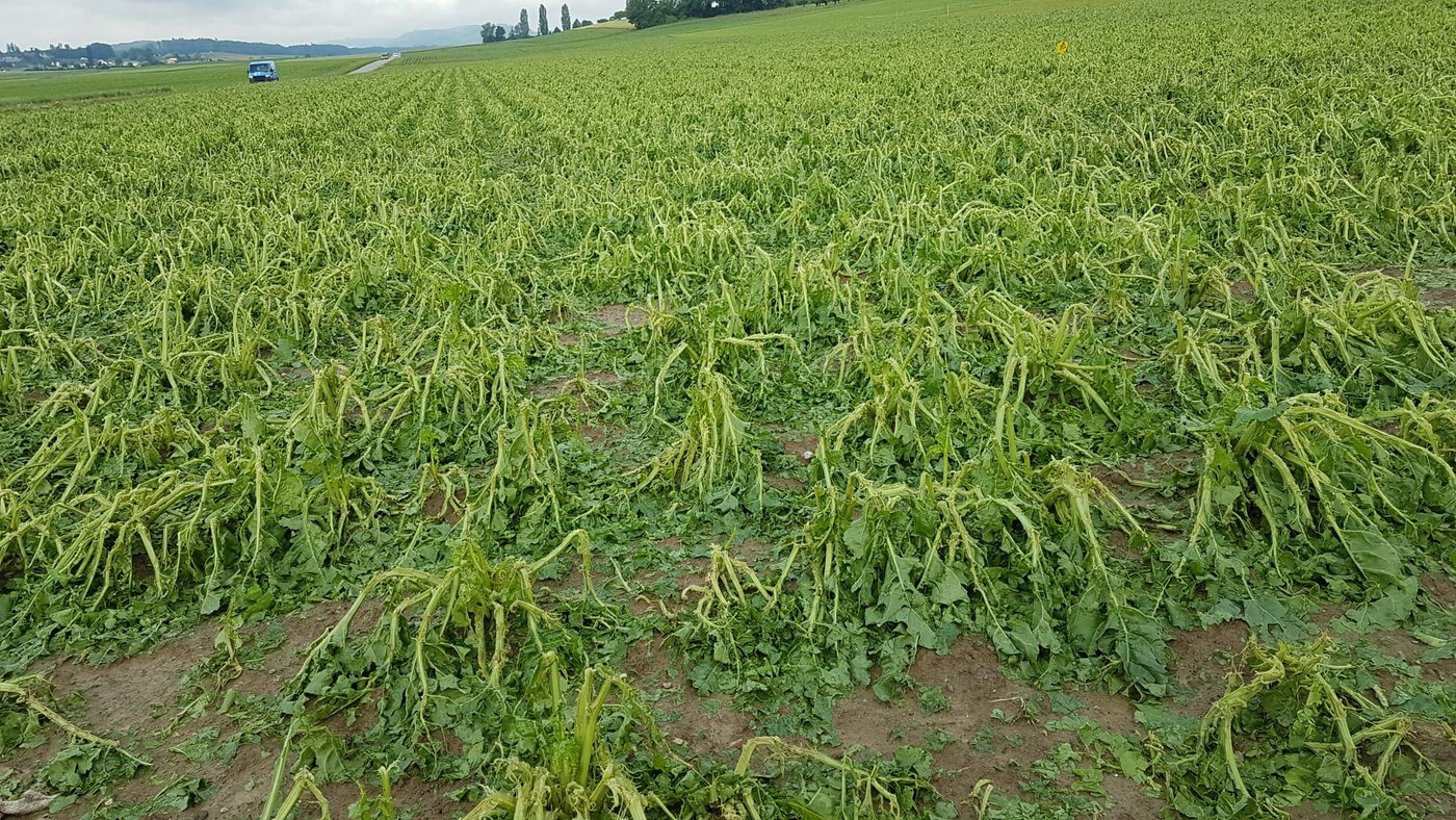 Ein Zuckerrübenbestand welcher stark durch den Hagel geschädigt wurde. Bis sich dieser Bestand erholen wird, wird es einige Wochen dauern. (Bild Luzi Schneider, SFZ)