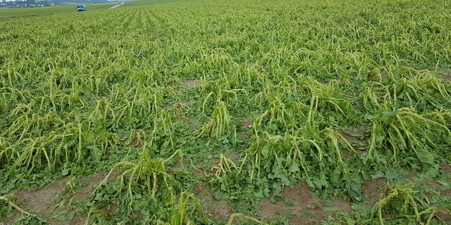 Ein Zuckerrübenbestand welcher stark durch den Hagel geschädigt wurde. Bis sich dieser Bestand erholen wird, wird es einige Wochen dauern. (Bild Luzi Schneider, SFZ)