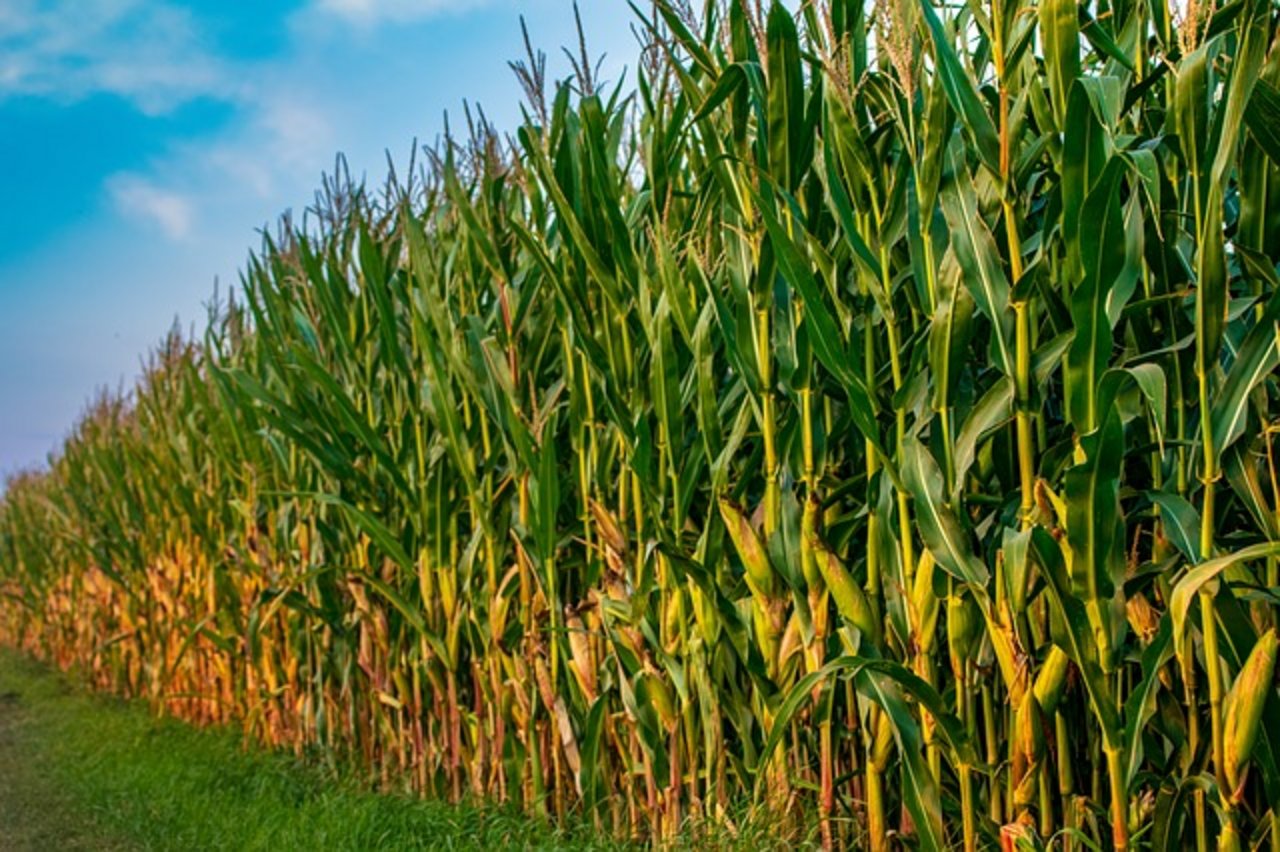 Bei Kurven und Strassenverzweigungen darf der Mais nicht zu hoch wachsen. (Bild pixabay)