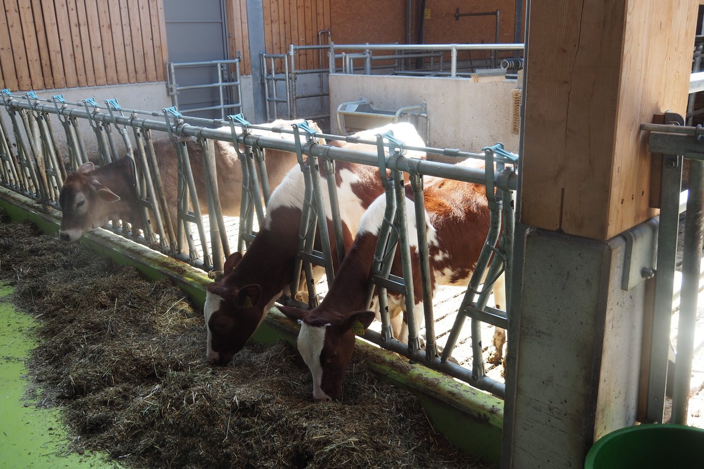 Blick in eine Bucht für Tränker-Kälber.