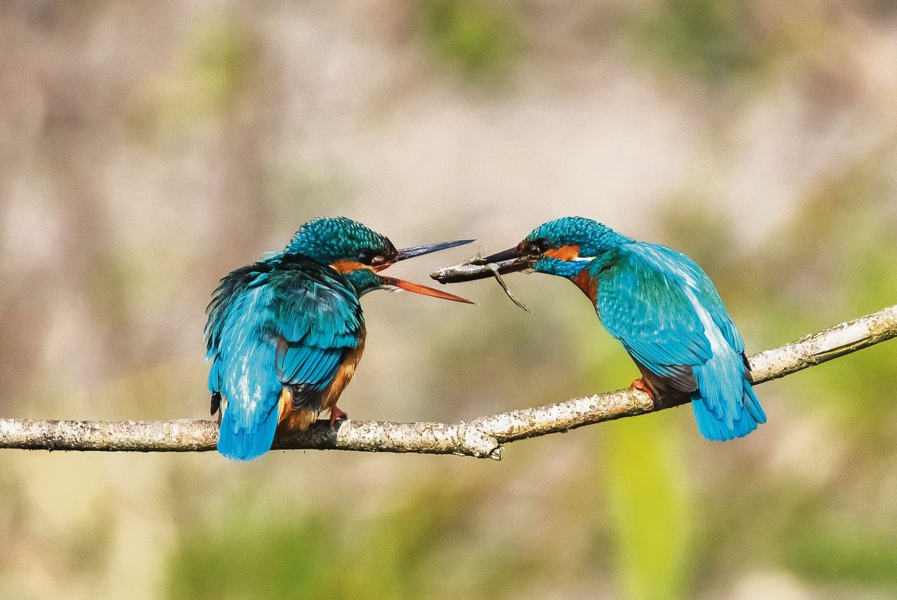 Das Lieblingsbild von Ueli Zobrist: Die Eisvogelbalz. Das Foto zeigt, wie das Männchen kurz vor der Paarung dem Weibchen einen kleinen Frosch bringt. (Bilder Ueli Zobrist)