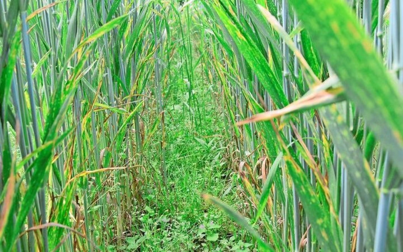 Grün zwischen dem Getreide dient aber als Nahrung und Unterschlupf.