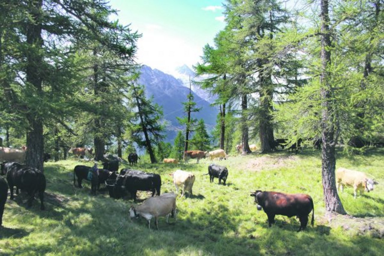 Rund 130 Kühe, davon 60 Eringer, werden auf der Moosalp oberhalb Törbel im Wallis gesömmert. (Bild Peter Fankhauser)