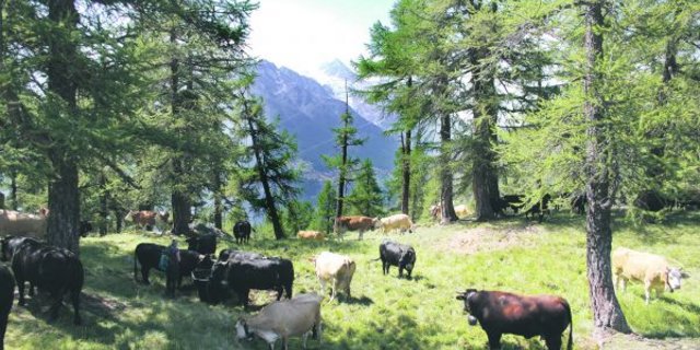 Rund 130 Kühe, davon 60 Eringer, werden auf der Moosalp oberhalb Törbel im Wallis gesömmert. (Bild Peter Fankhauser)