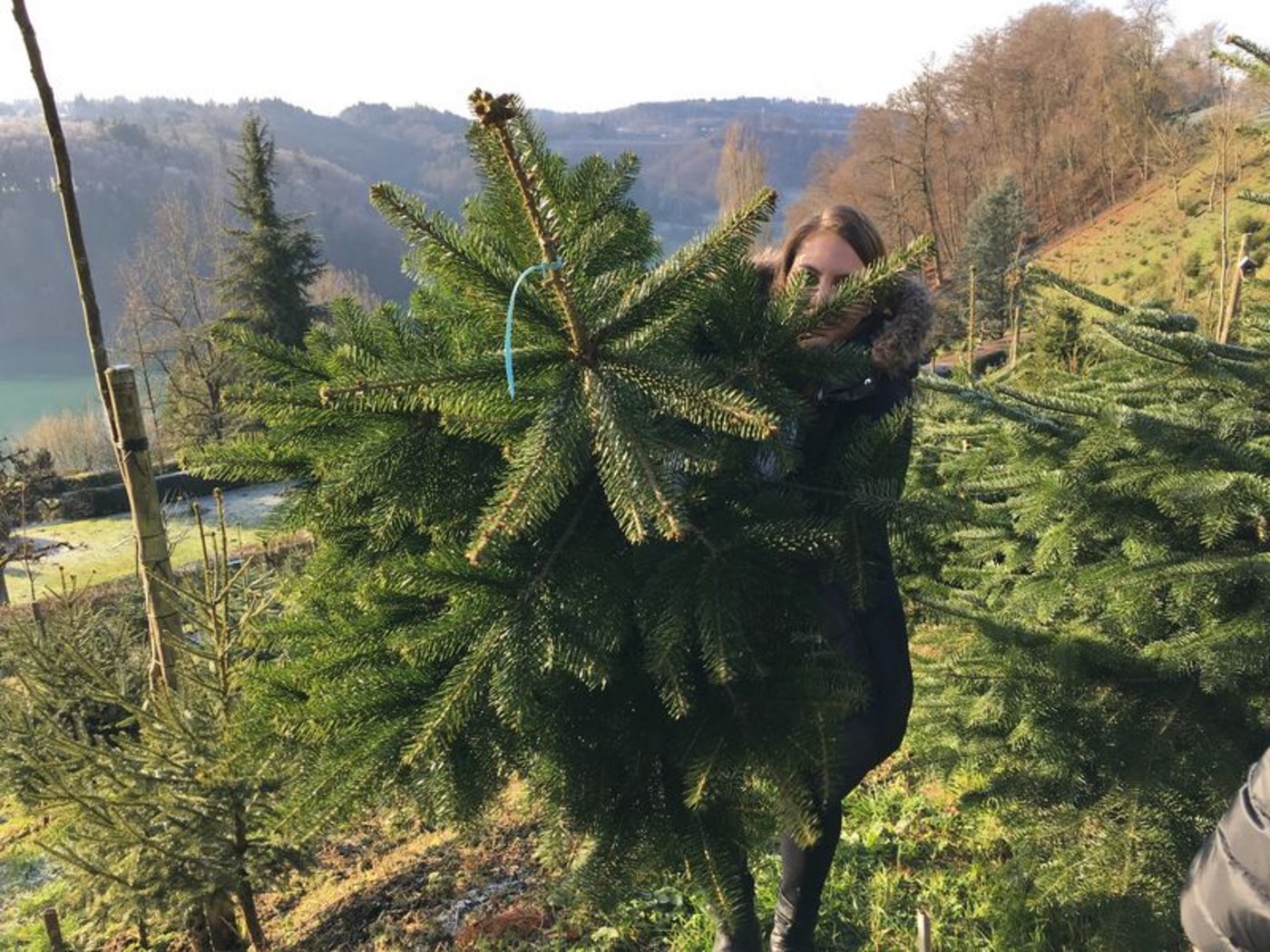 In diesem besonderen Jahr ist das Erlebnis beim Kauf eines Christbaums wichtiger denn je. (Bild Urs Sägesser)