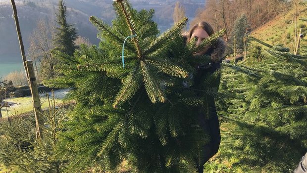 In diesem besonderen Jahr ist das Erlebnis beim Kauf eines Christbaums wichtiger denn je. (Bild Urs Sägesser)