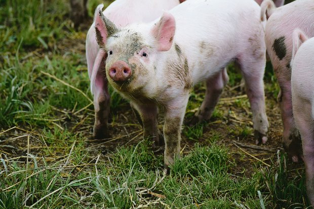 Die Schweinezüchter profitierten davon, dass es 2019 zu wenig Jager hatte und die Nachfrage entsprechend gut war. Sie erzielten Rekordpreise.(Bild Daniela Joder)