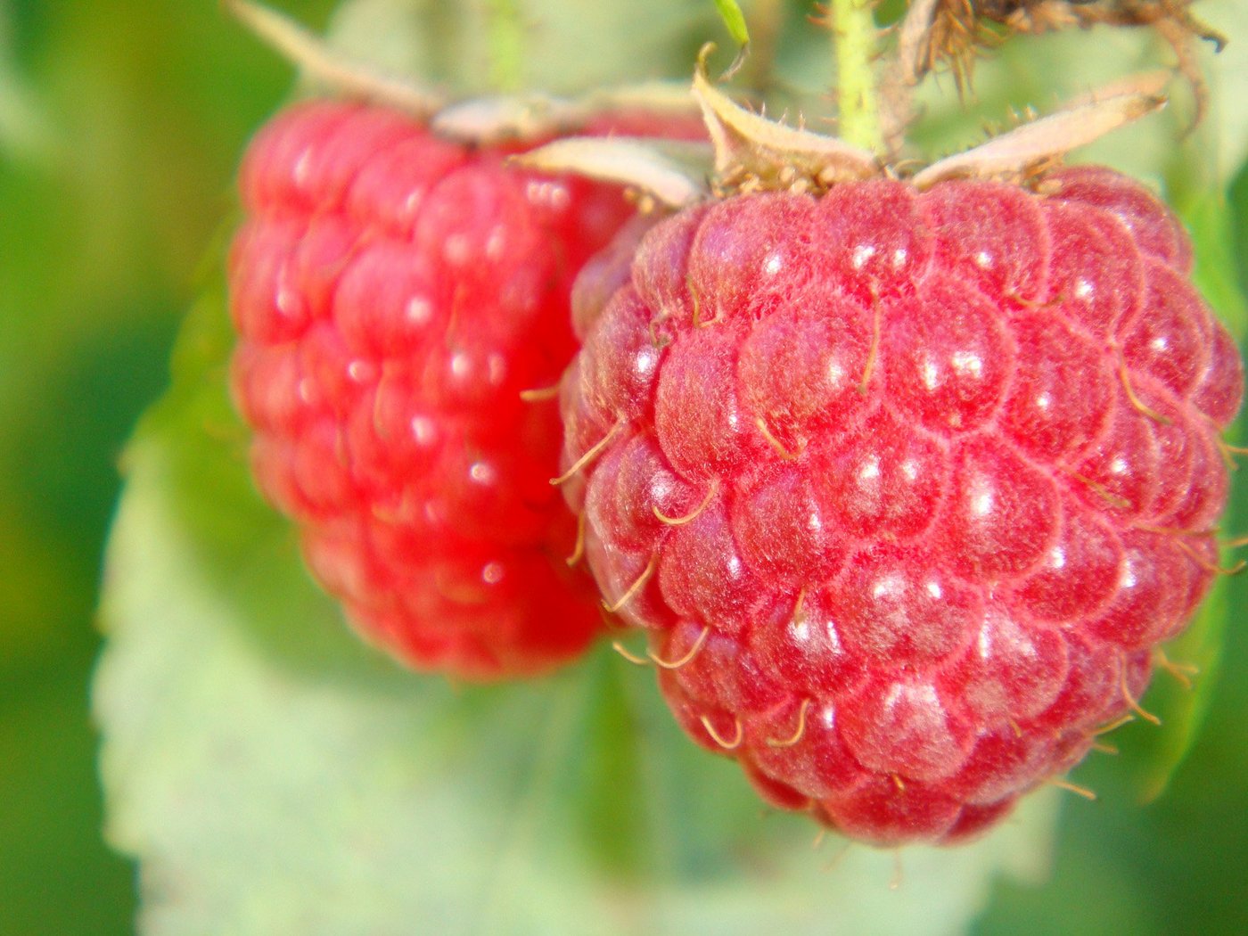 Nicht eigentlich eine Beere, sondern eine Sammelsteinfrucht: Die Himbeere. (Bild: Magalie Steiner/ www.landwirtschaft.ch)