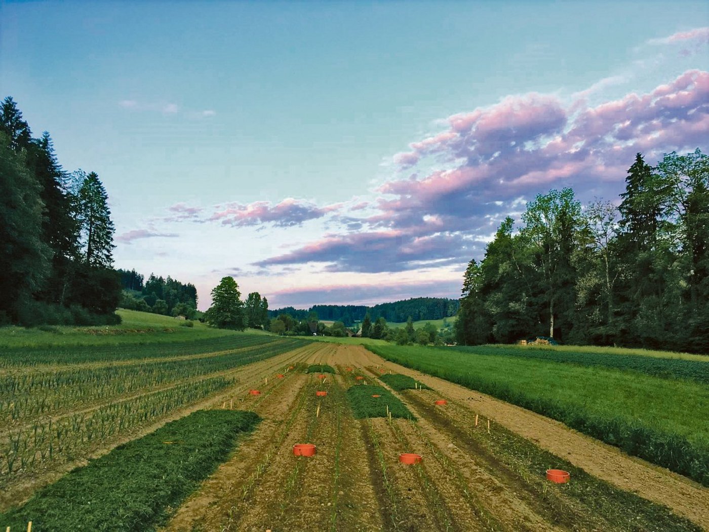 Das FiBL testete zusammen mit der ETH verschiedene organische Düngevarianten im Lauchfeld. Mit Lachgas-Messkammern wurden die Lachgasemissionen nach der Pflanzung gemessen. (Bild FiBL)